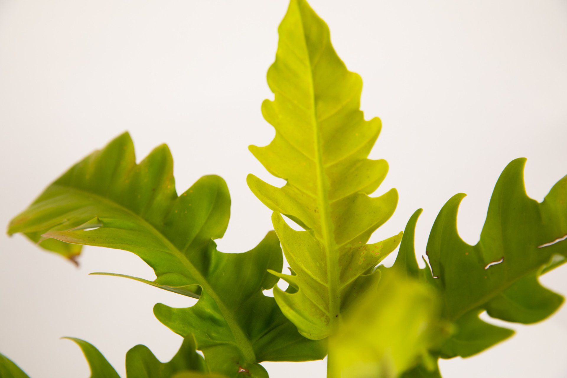 Philodendron