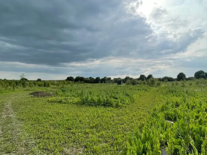 A field of green plants with a cloudy sky in the background