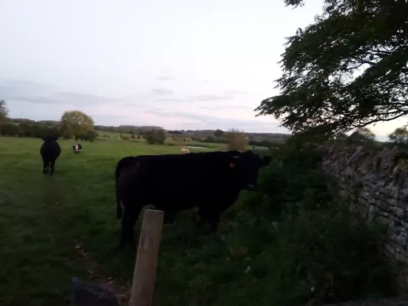 Two black cows are standing in a grassy field next to a stone wall