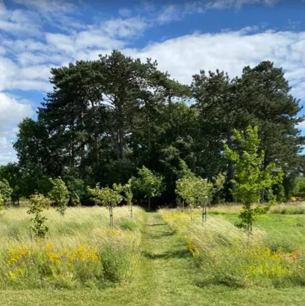 A path going through a grassy field with trees in the background.