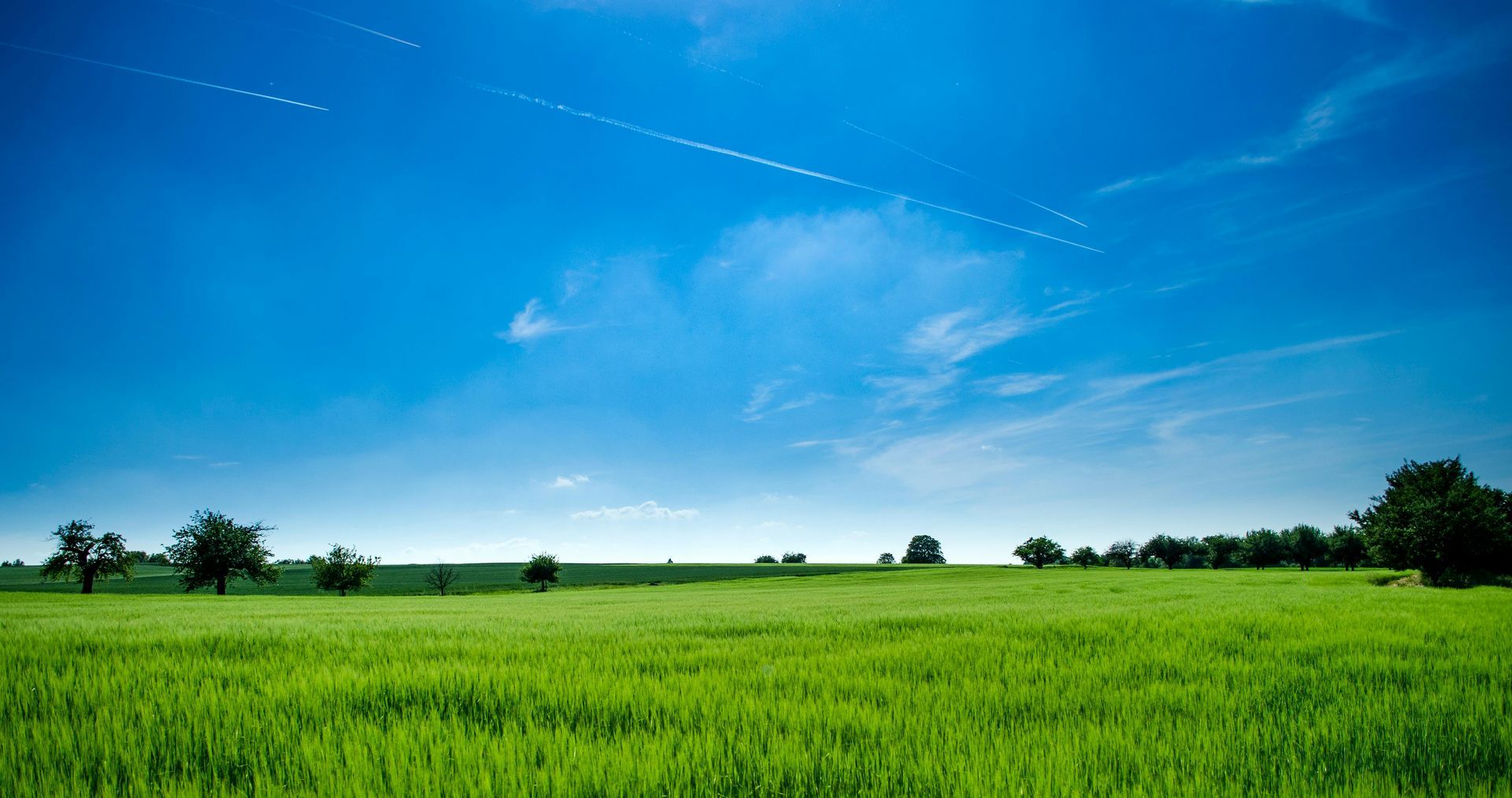 A green field with trees and a blue sky in the background