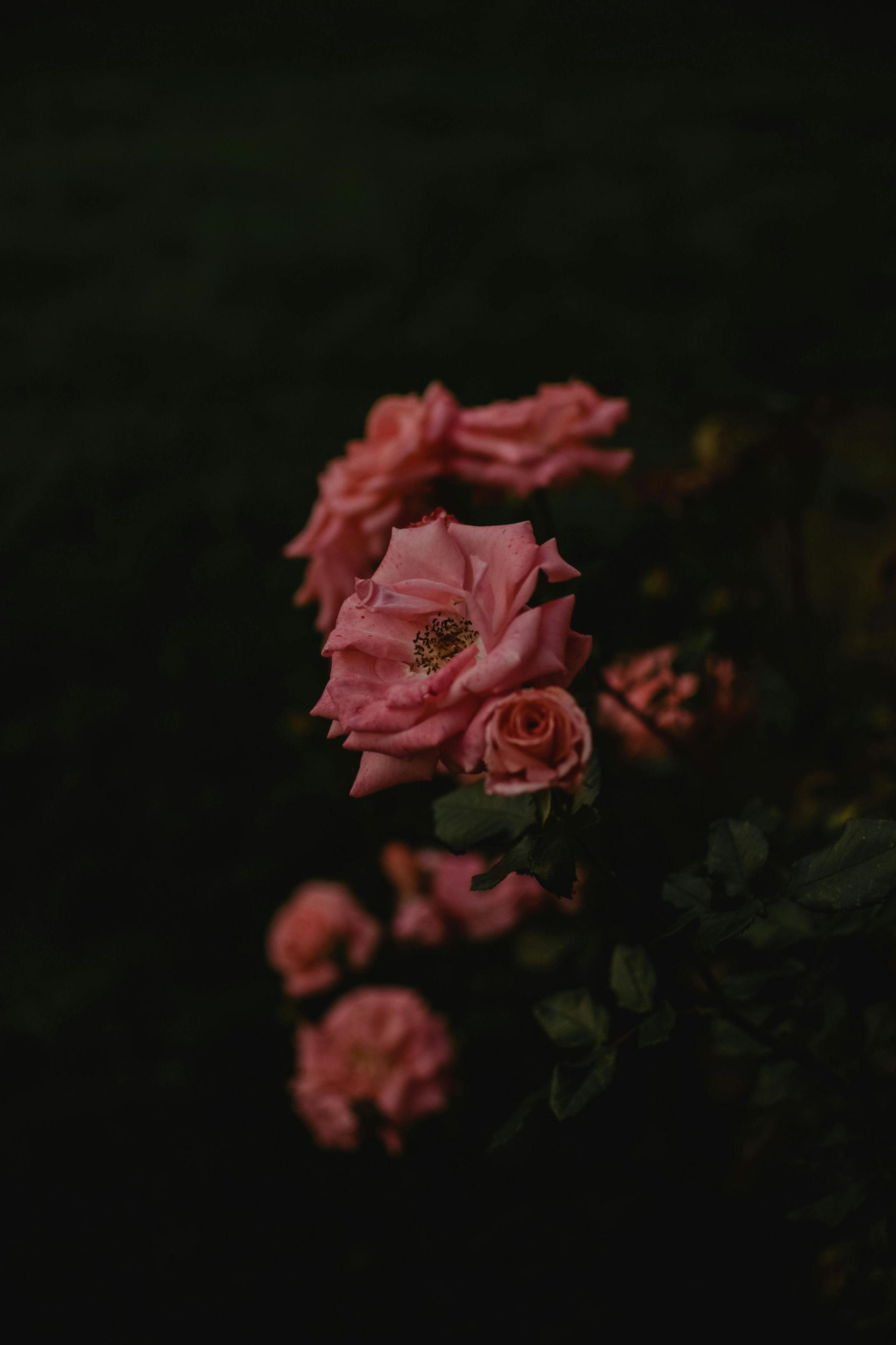 Pink roses blooming against a dark green and black background.