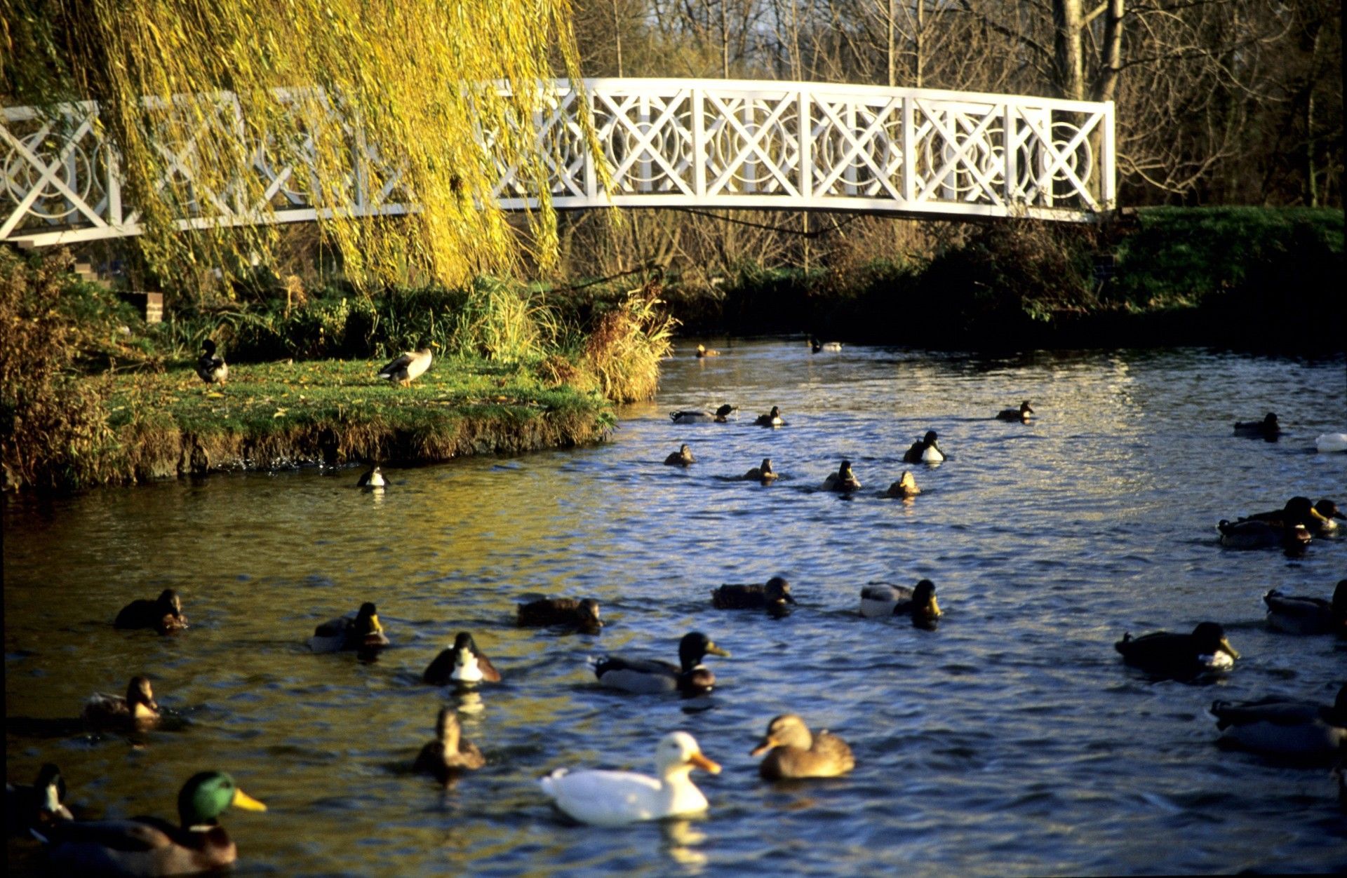 Ducks swim in a stream in St Neots under a white bridge, with grassy banks and a willow tree.