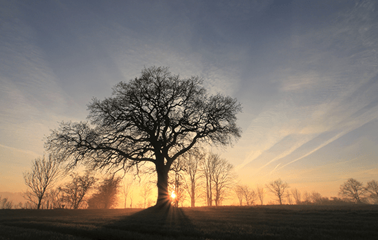 The sun is setting behind a tree in a field