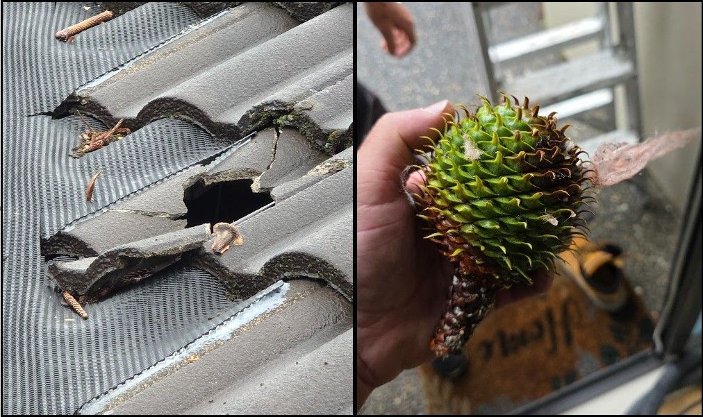  seed pod broken roof tile