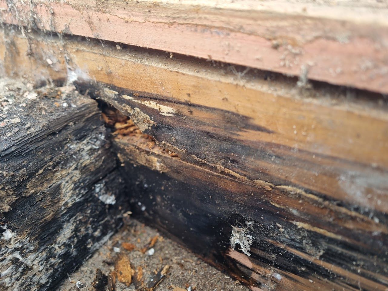 rotten wood