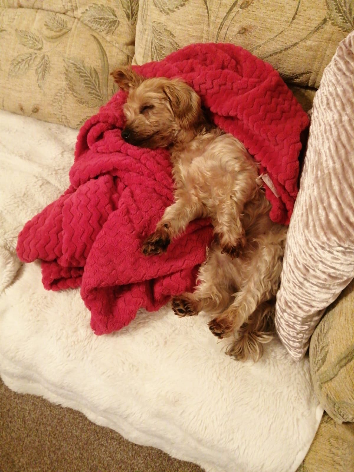Small, tan dog sleeping under a red blanket on a white and patterned couch.