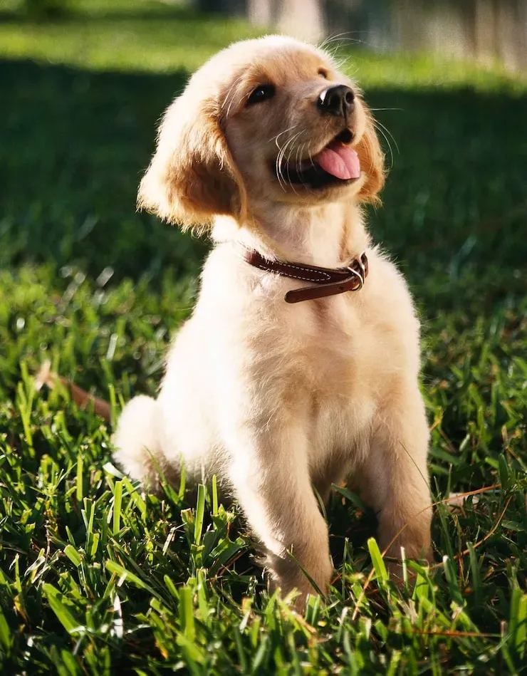 Golden retriever puppy sits in green grass, tongue out, looking upwards with a happy expression.