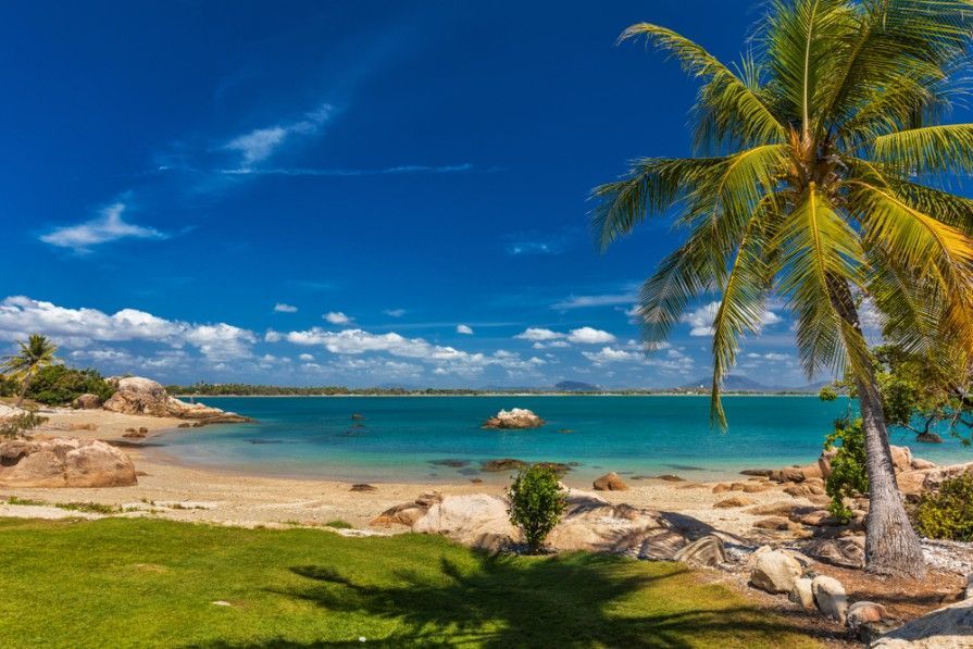 There Is A Palm Tree On The Beach Next To The Ocean — Blue Dog Hire Qld In Bowen, QLD