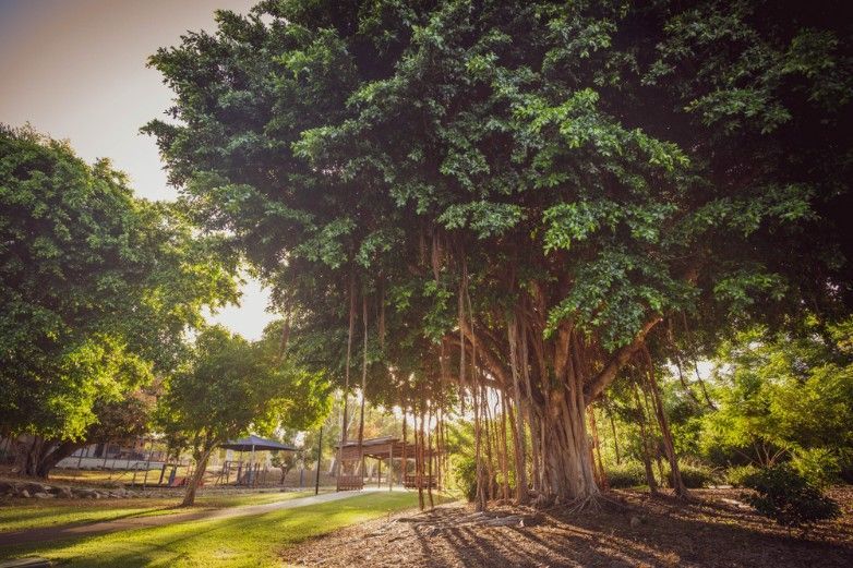 A Large Tree In A Park With A Gazebo In The Background — Blue Dog Hire Qld In Cannonvale, QLD