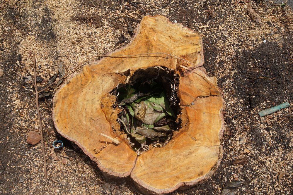 Cut Tree Stump With a Hollow Center Filled With Green Leaves — D & C Tree Services Pty Ltd in Denman, NSW