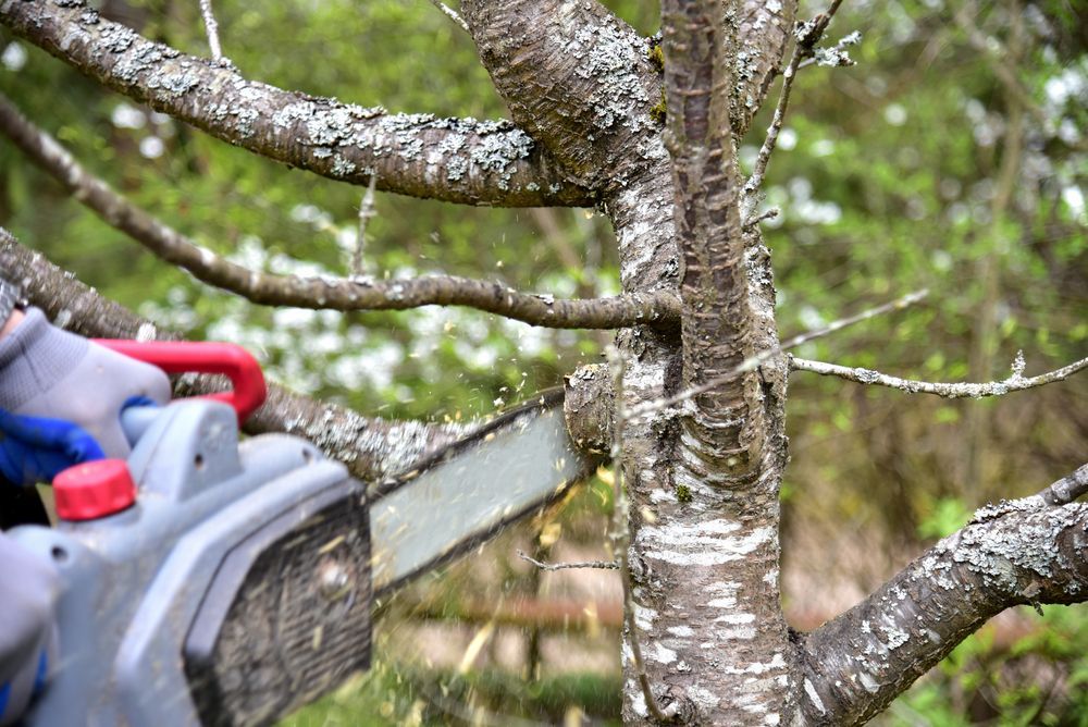 Person Using a Gray Chainsaw to Cut a Tree Branch in a Garden — D & C Tree Services Pty Ltd in Scone, NSW