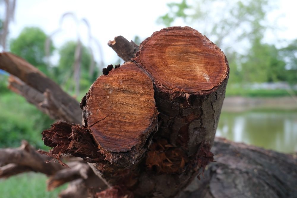 Close-up of Freshly Cut Tree Branch, Showing Wood Grain — D & C Tree Services Pty Ltd in Scone, NSW