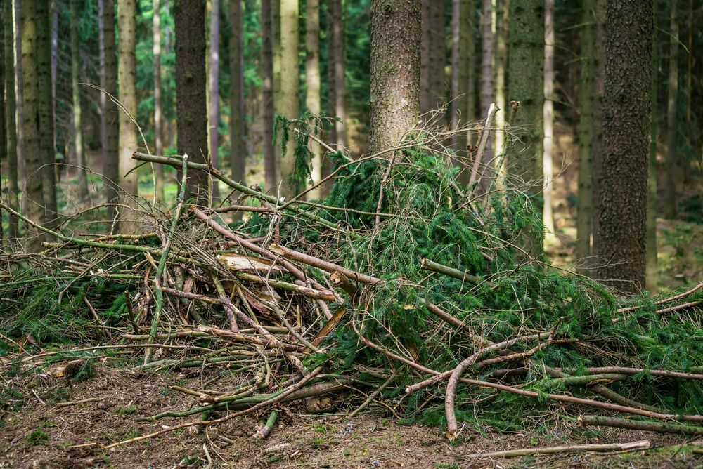 A Pile of Branches and Evergreen Boughs Forming a Shelter in a Forest. — D & C Tree Services Pty Ltd in Merriwa, NSW