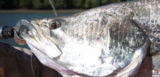 Katherine Barramundi Fishing