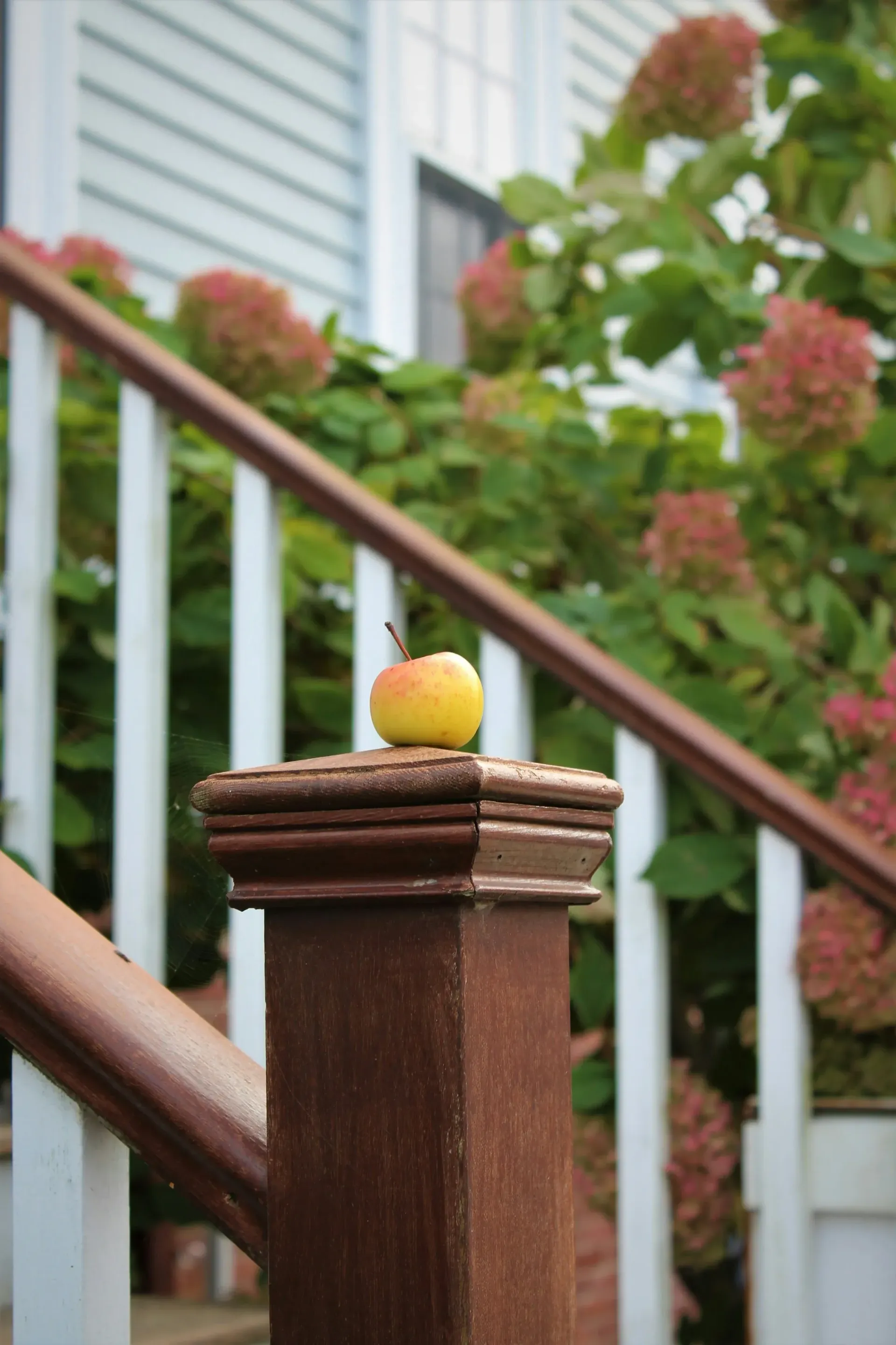 Apple balanced on a wooden stair post, with a white banister and pink hydrangeas in the background.