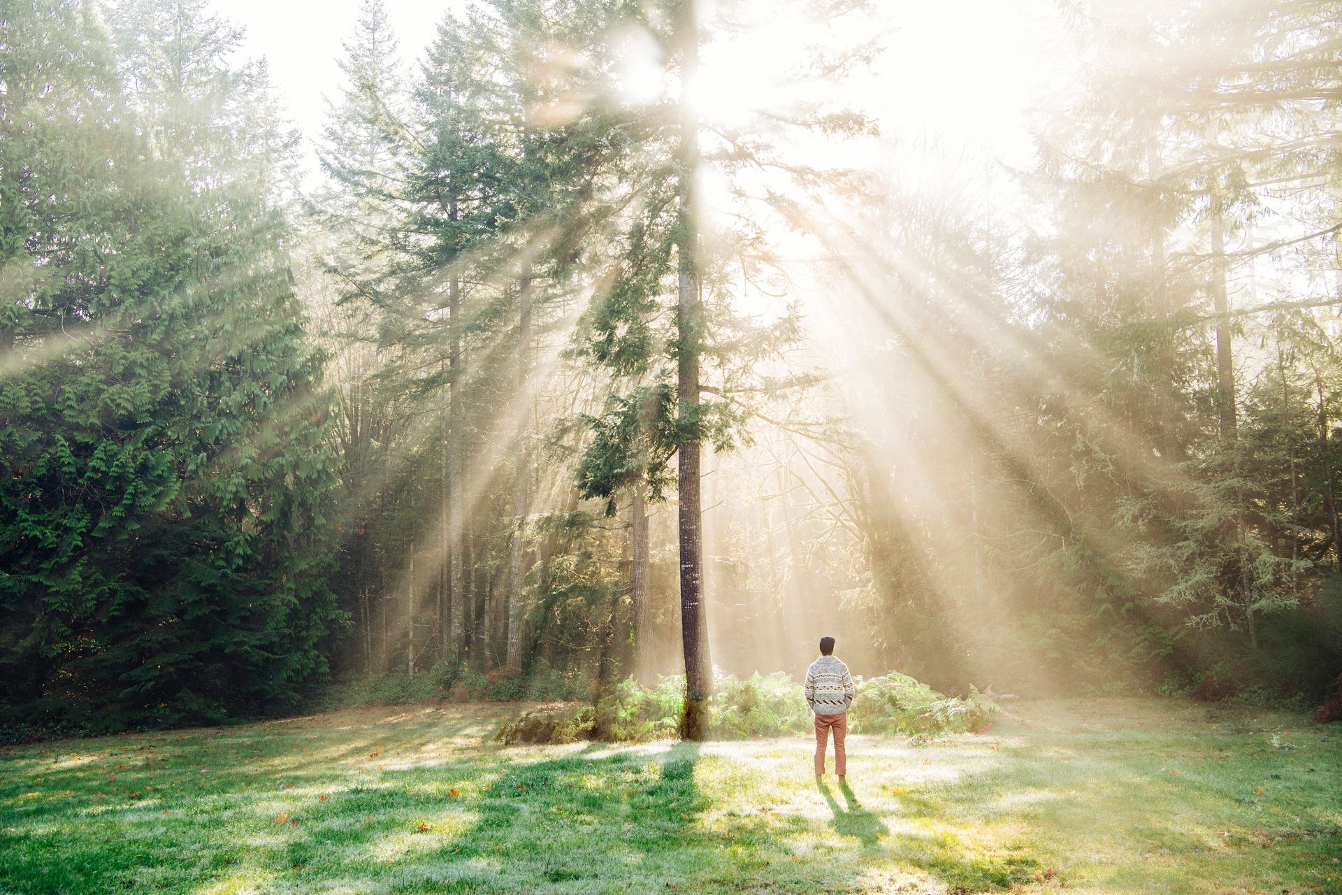 Person standing in a sunlit forest clearing; rays of light stream through the trees.