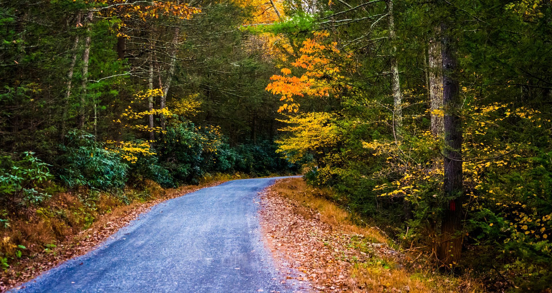 Winding gravel road through a colorful autumn forest with orange and green trees.