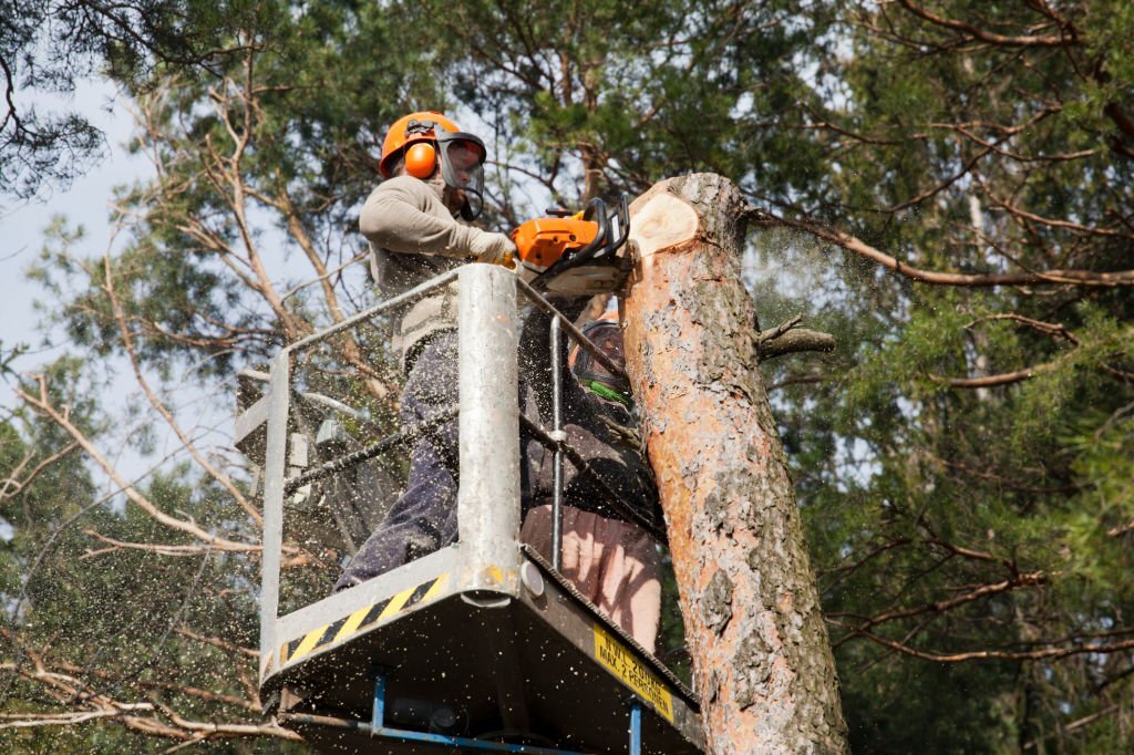 How To a Certified Arborist