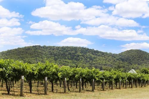 Vineyard With Mountains in the Background and a Blue Sky With Clouds — GMT Builders Pty Ltd in Bowral, NSW