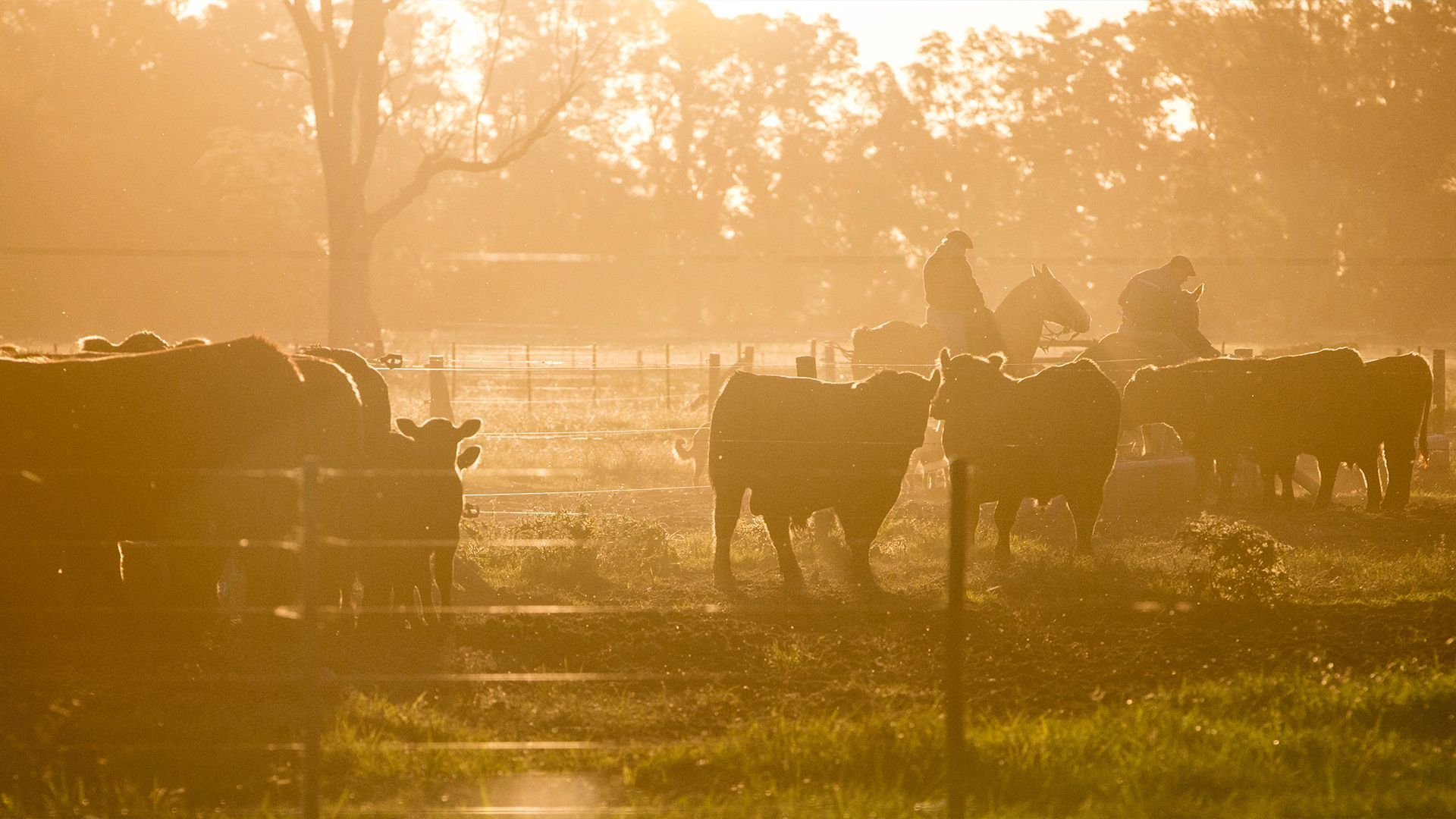 Florida cattle ranch