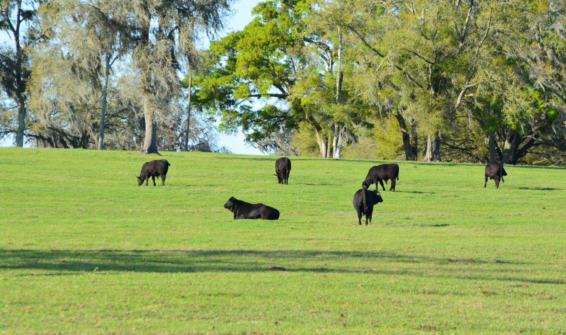 Brangus Bulls for Sale
