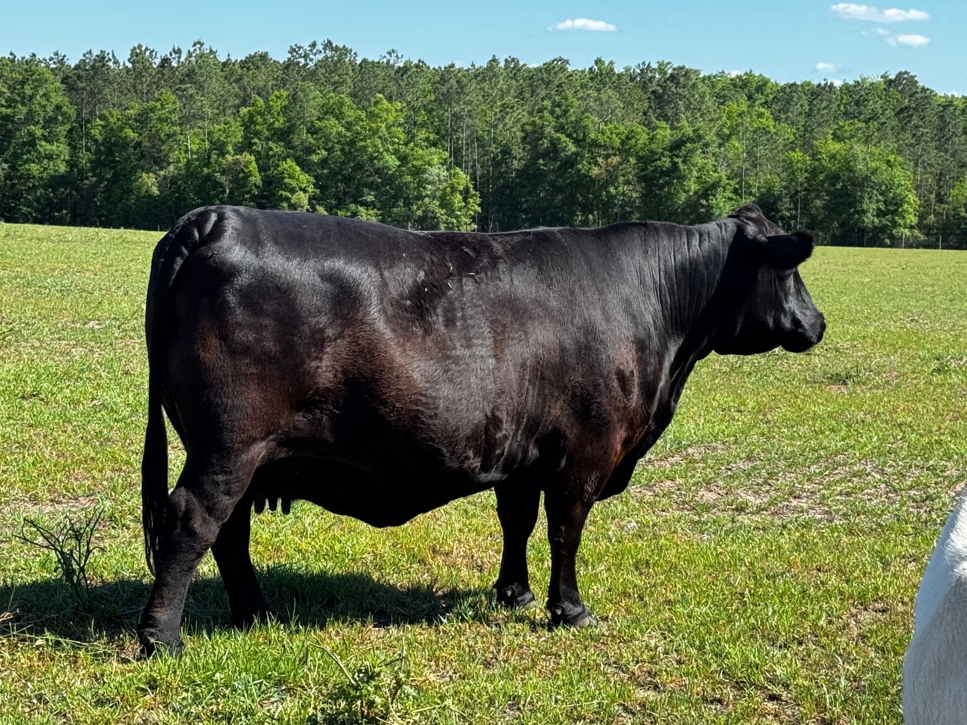 Brangus Calf