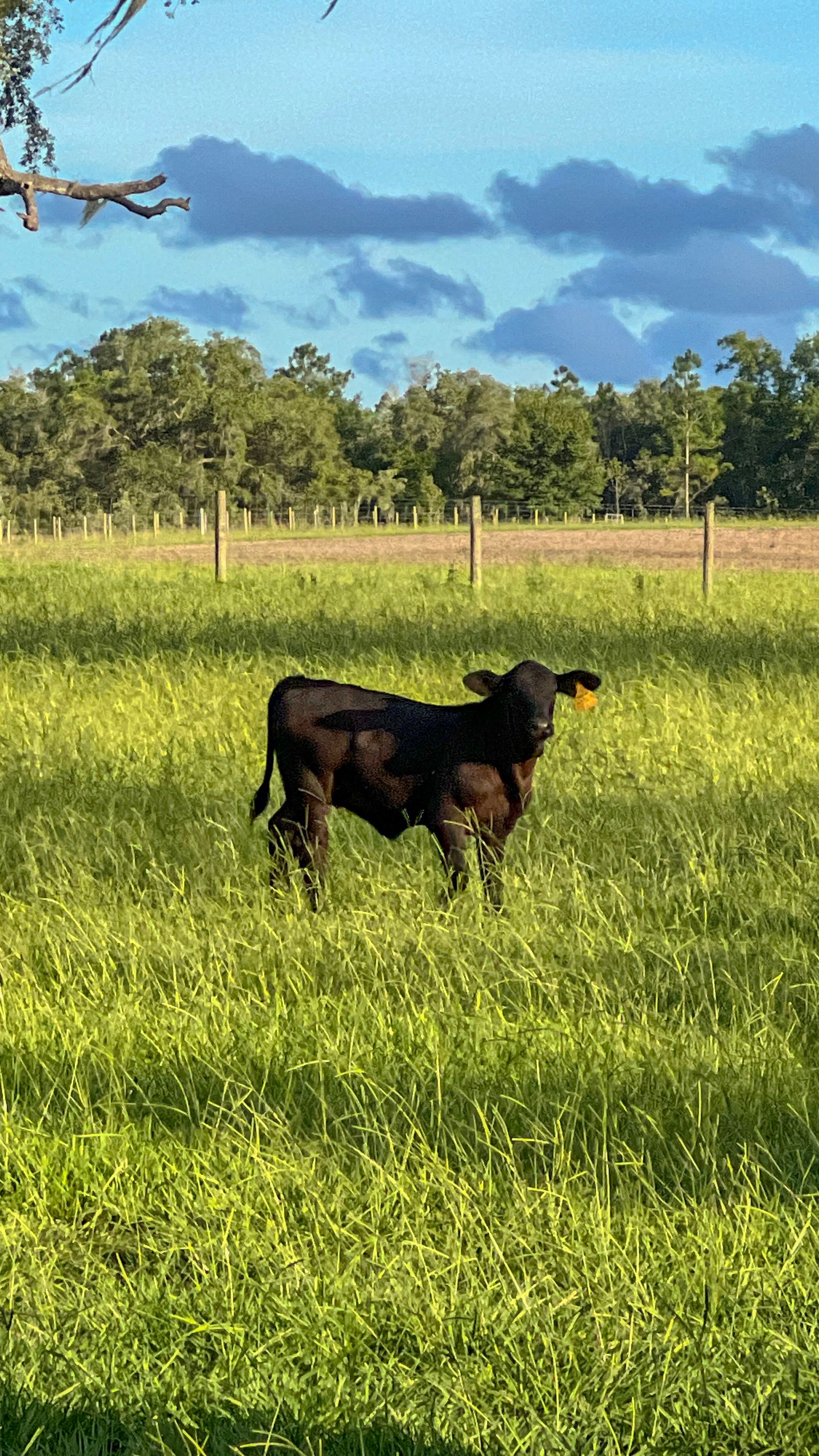 Florida Cattlke