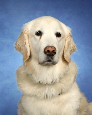 A white dog is sitting in front of a blue background and looking at the camera.