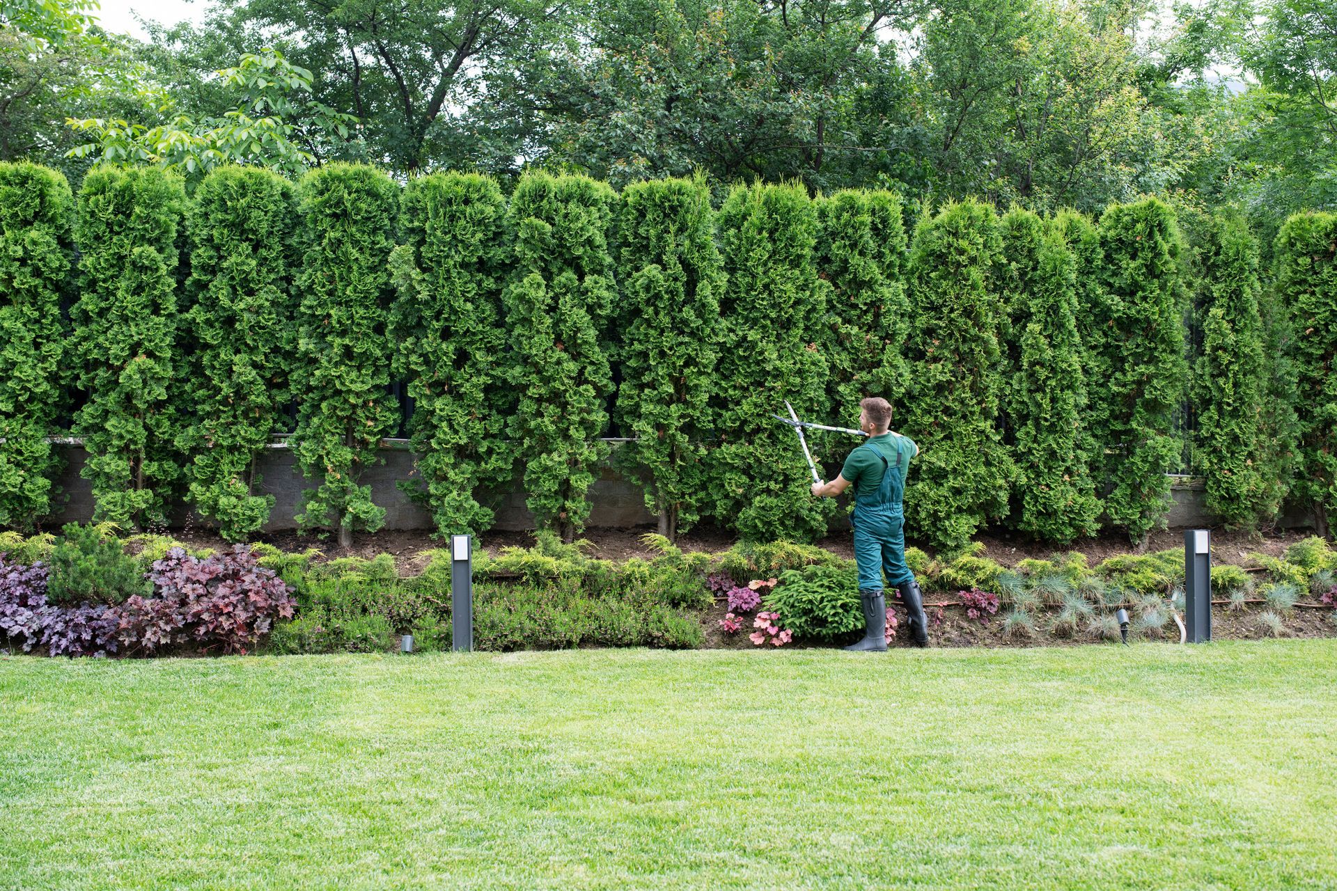 Professional gardener trimming hedge in beautiful garden.