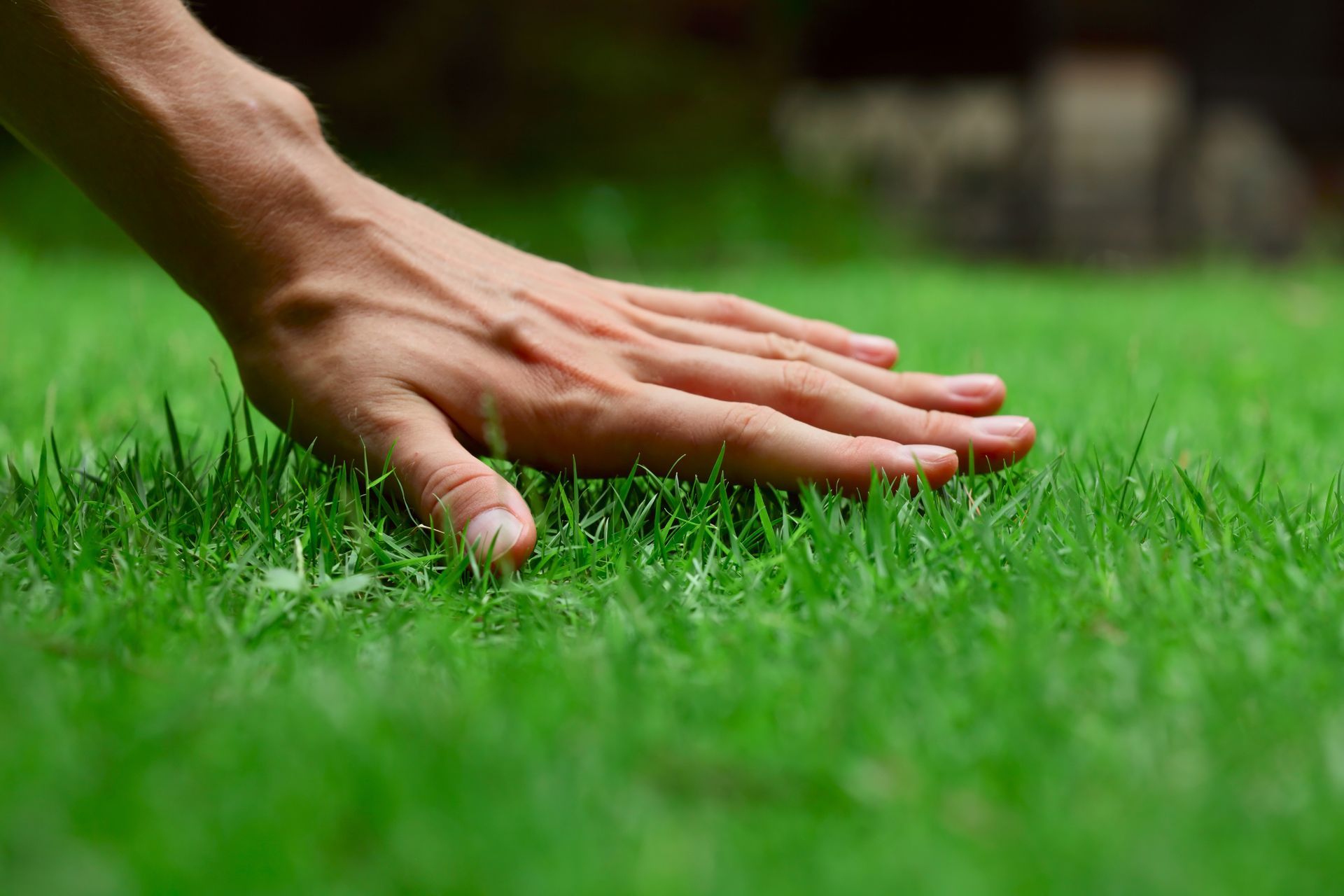 Hand inspecting healthy green lawn grass during routine lawn care. Hand inspecting healthy green lawn grass during routine lawn care.