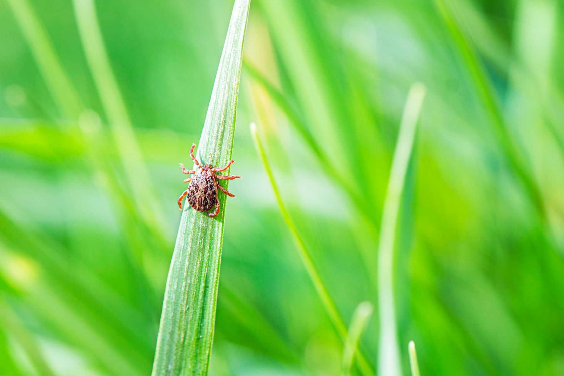 A tick is sitting on a green plant in the grass.