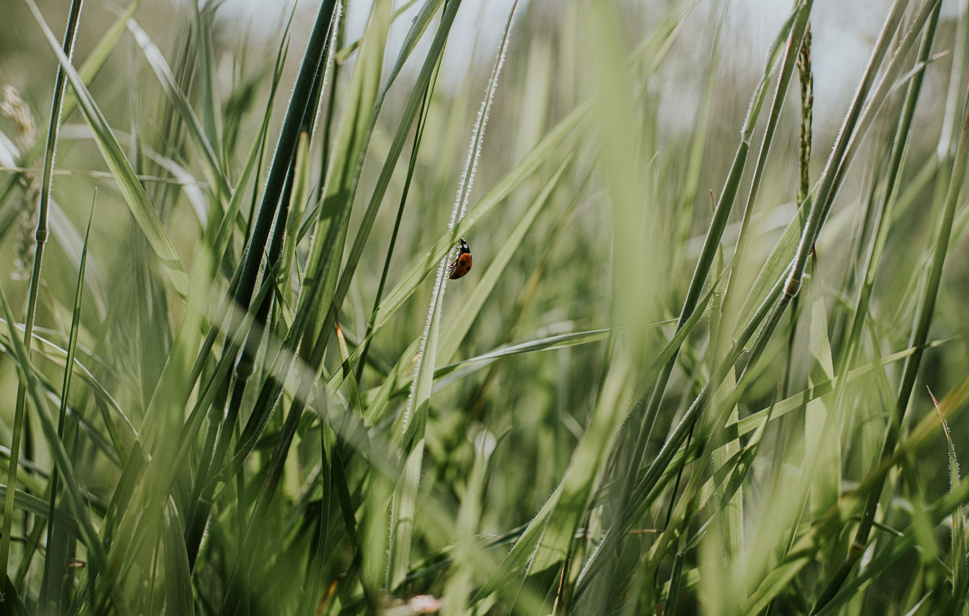 A ladybug is sitting on a leaf in the grass.