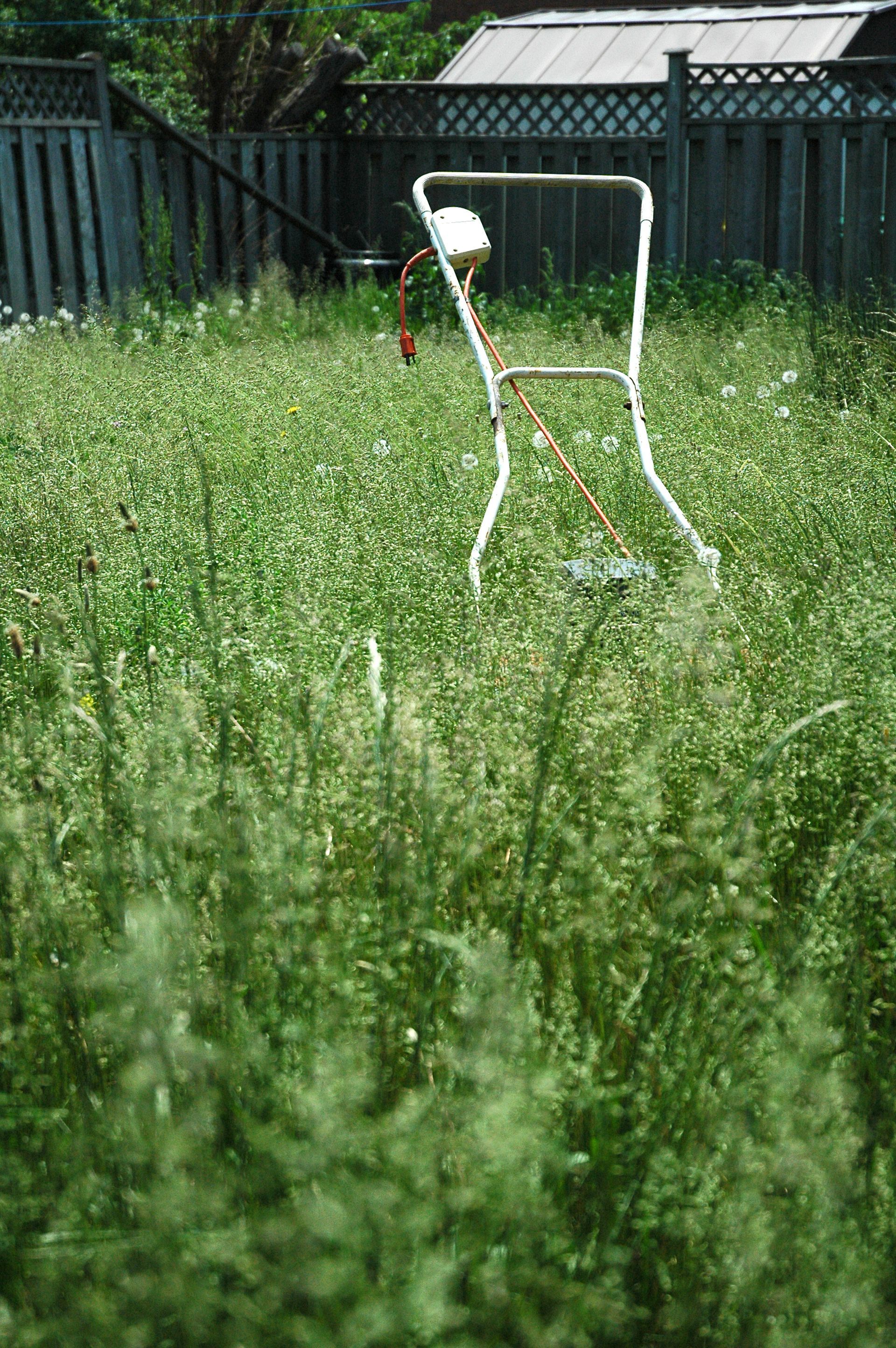 The grass is growing in front of a white wall.