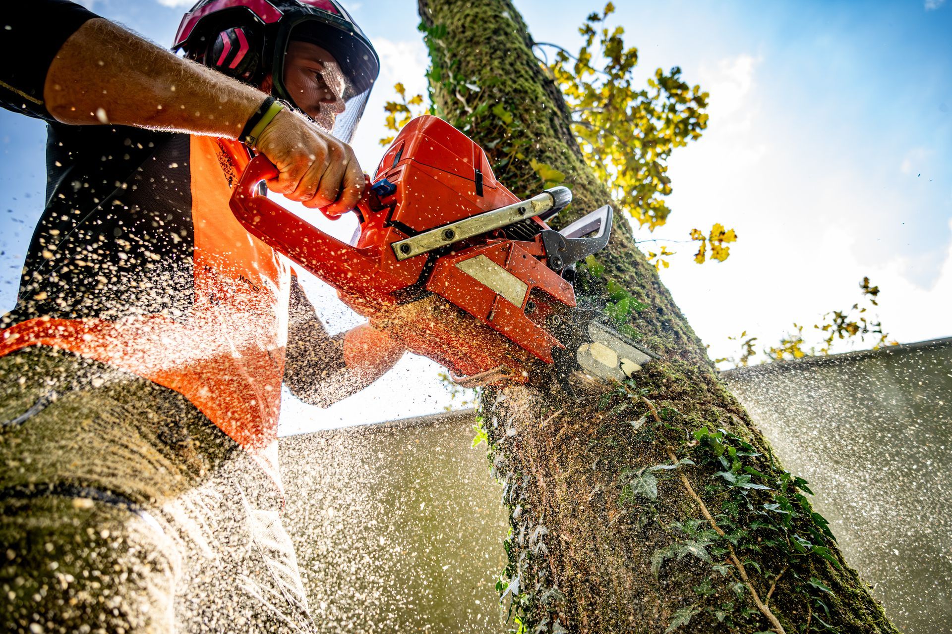 Expert tree service: safe oak tree cutting with precision and care.