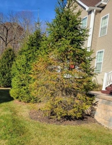 A row of christmas trees in front of a house.