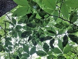 Looking up at the leaves of a tree.
