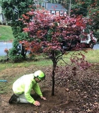 A man is kneeling down to plant a tree in a yard.