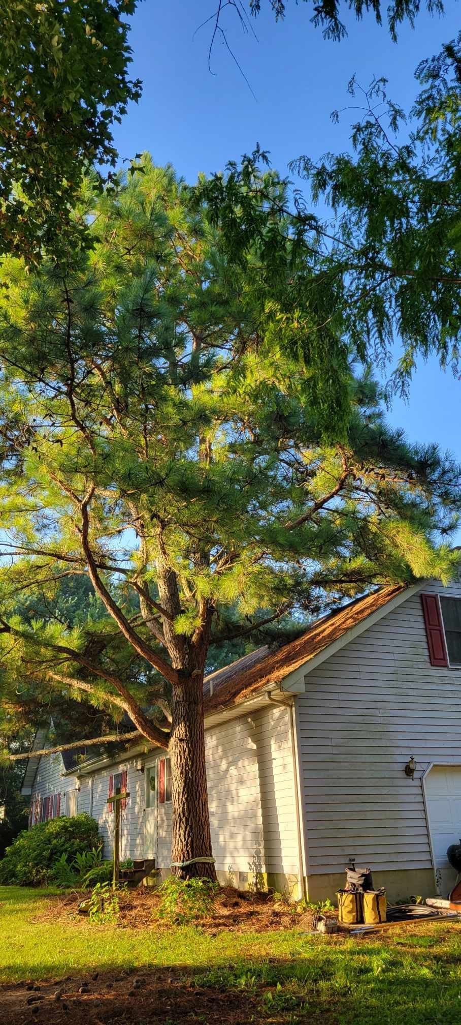 tree trimming