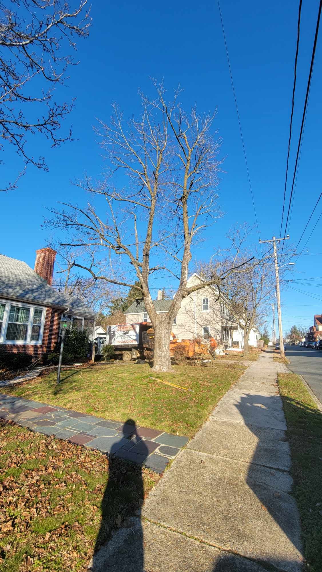 tree removers
