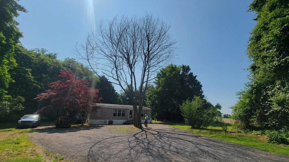 clean up tree branches