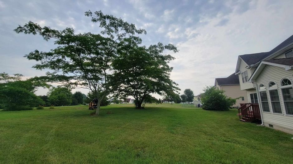 grooming trees