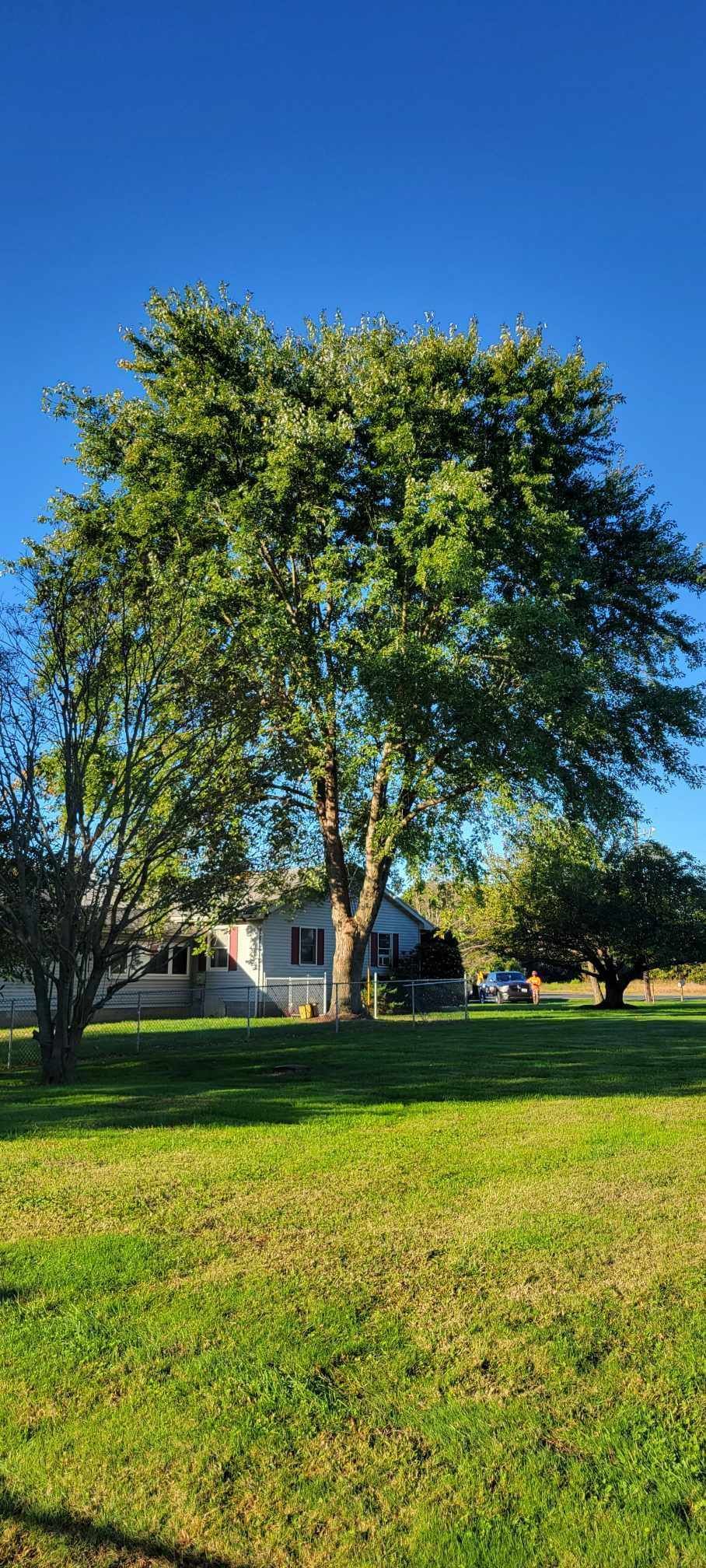 tree pruning