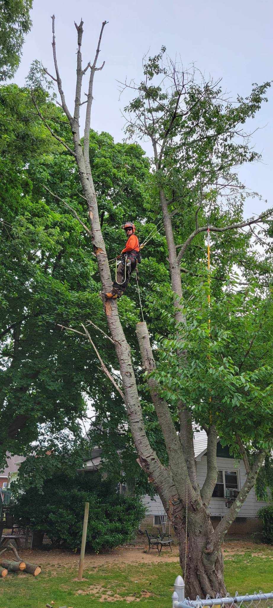 long tree cutting