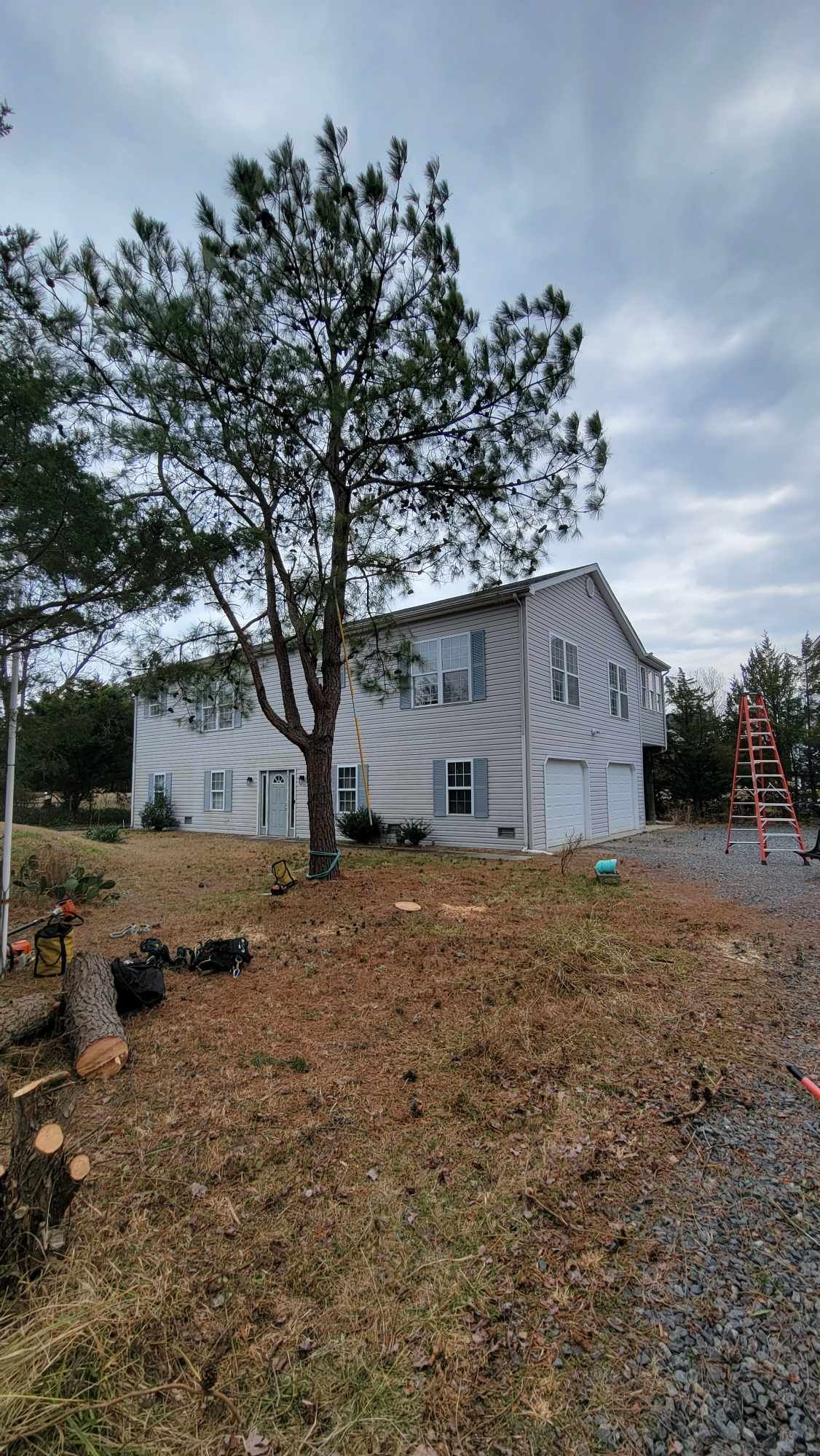 tree maintenance