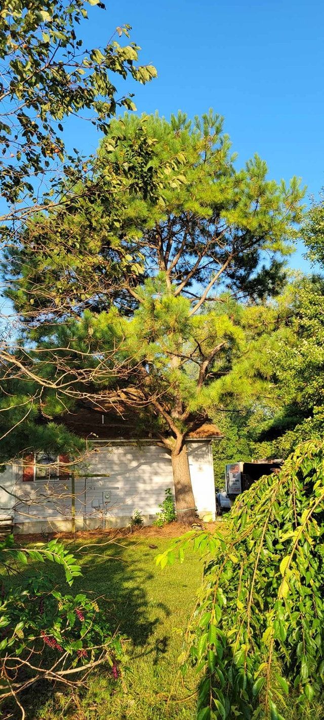 prune a tree branch