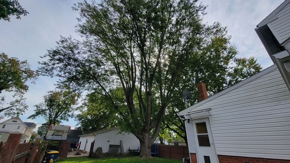 trimmed a tree