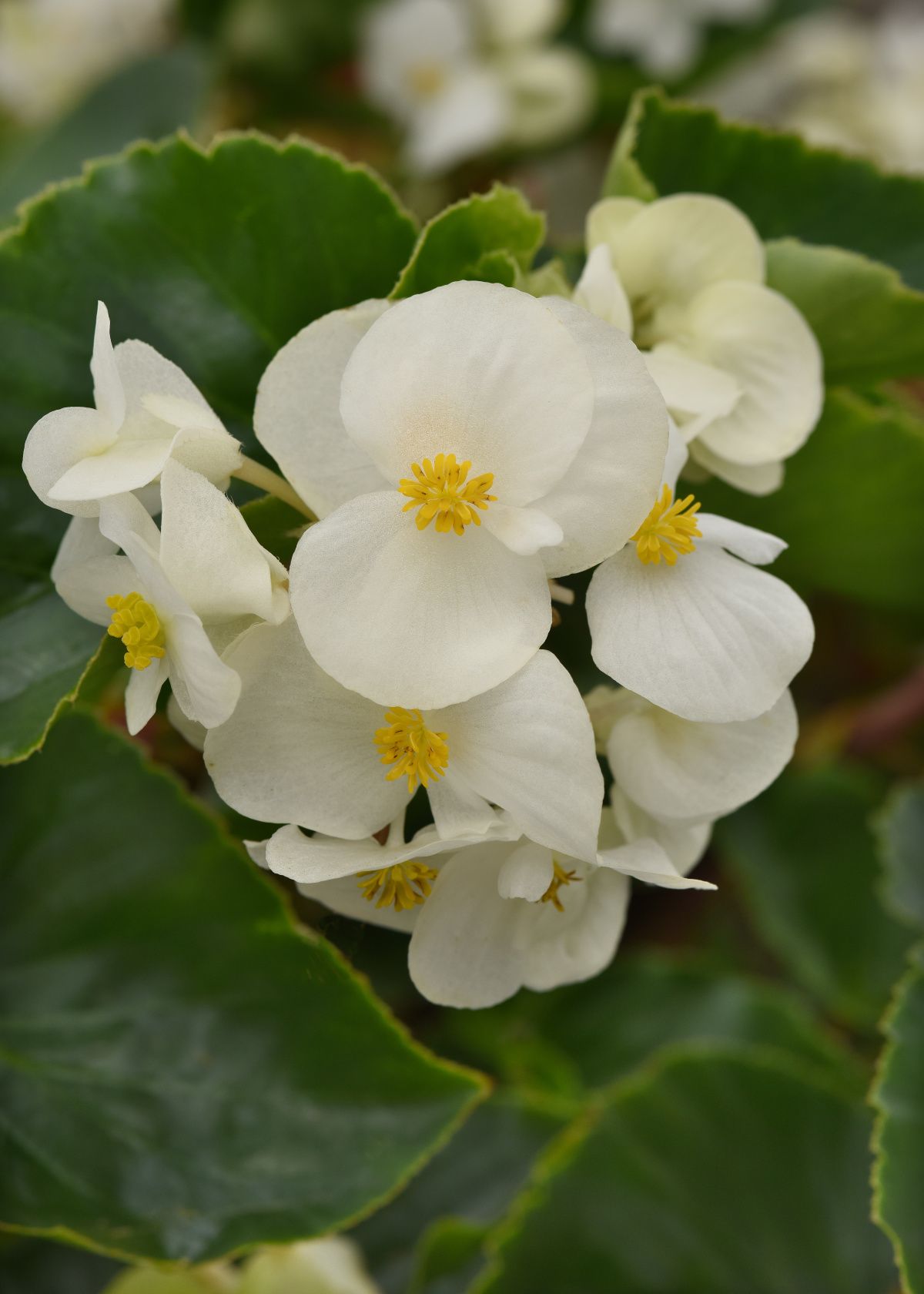 Annuals & Perennials
