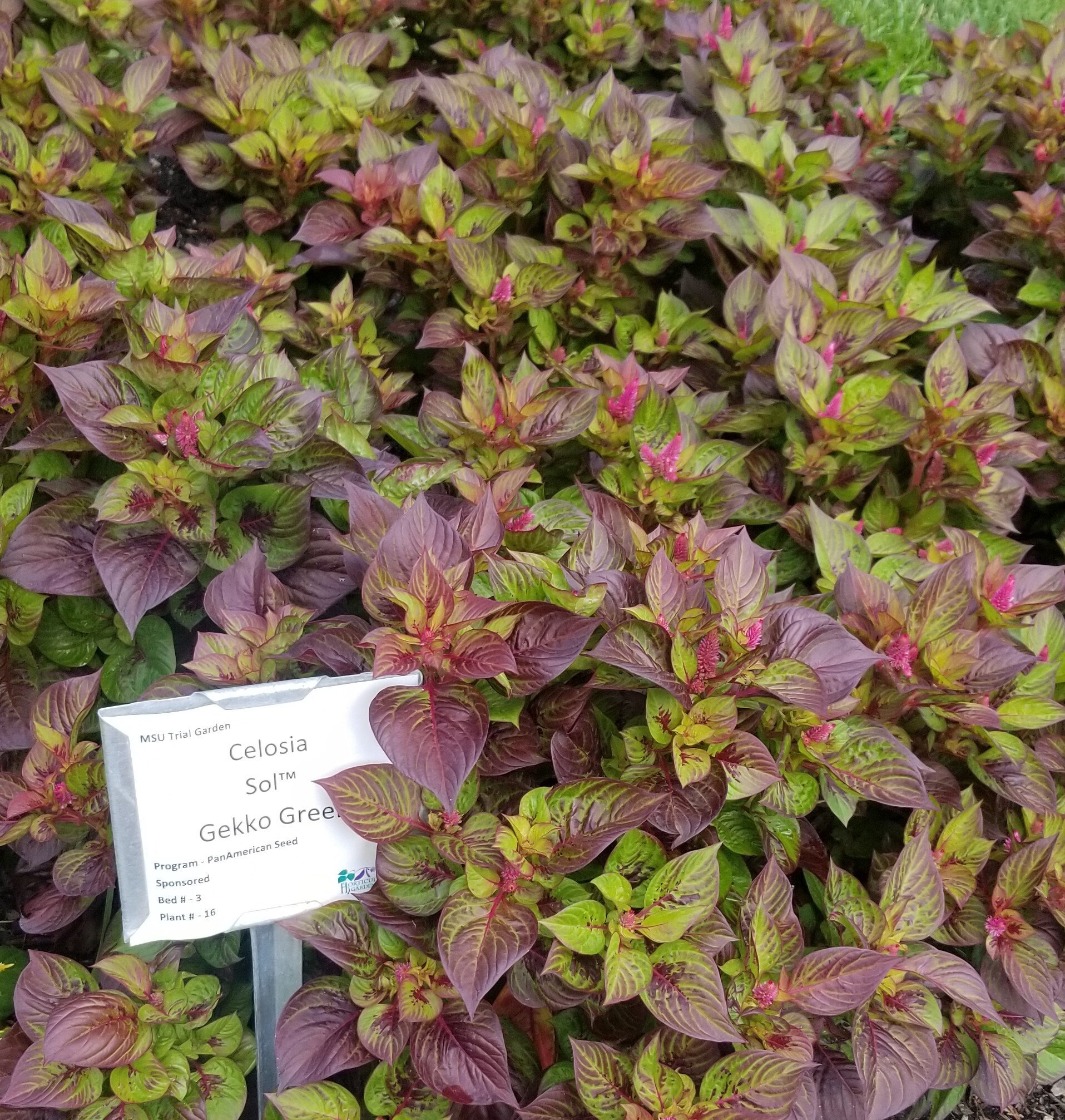 Annuals & Perennials
