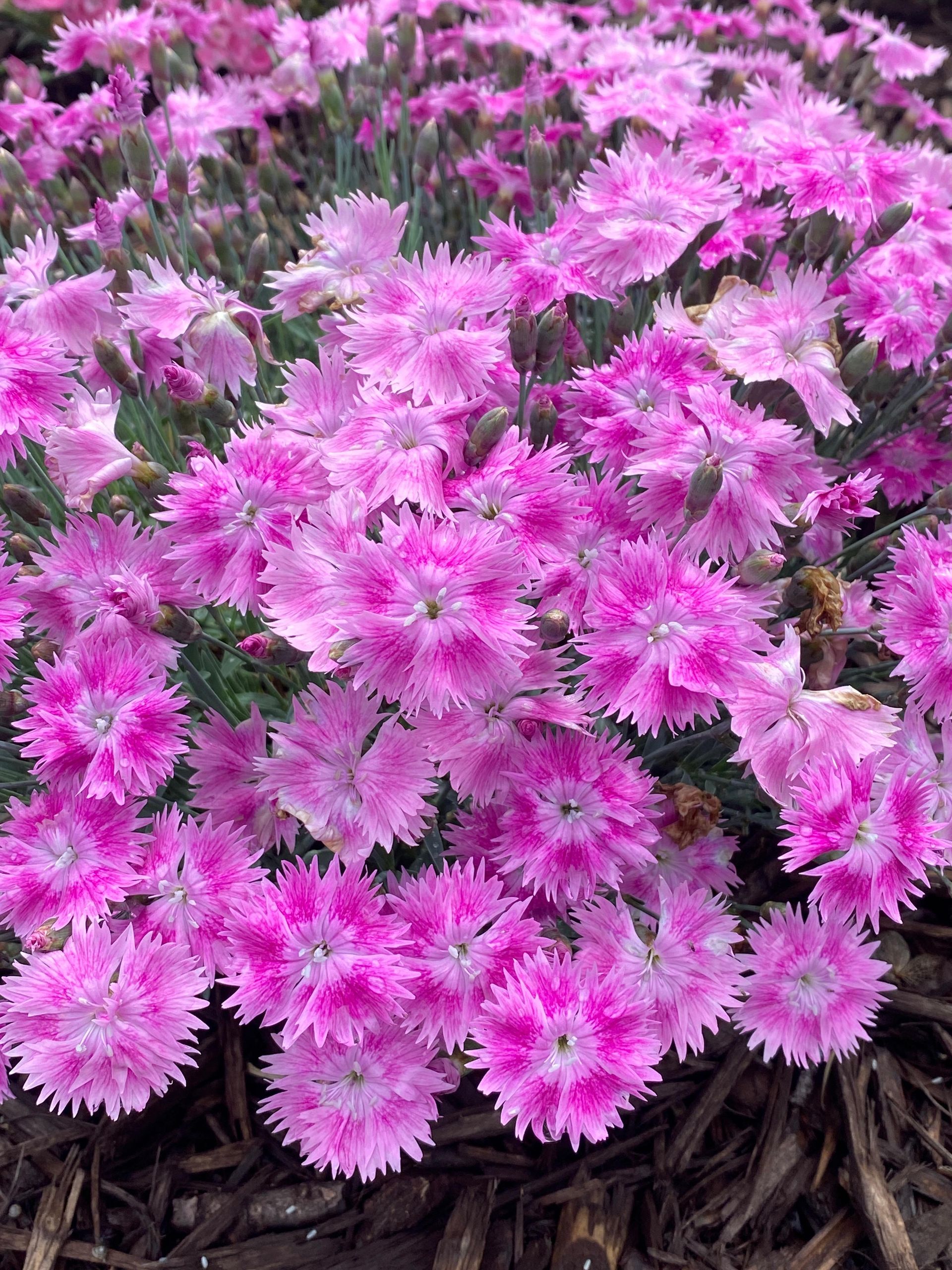 Annuals & Perennials